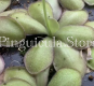 Pinguicula Gigantea x Agnata Red Leaf (image for) Pinguicula Gigantea x Agnata Red Leaf