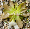 (image for) Pinguicula immaculata x Agnata ‘Crystal'