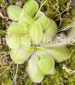 (image for) Pinguicula moranensis ANPA A