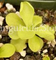 (image for) Pinguicula pilosa (sp=P. Tamaulipas)