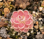 (image for) Pinguicula Debbertiana x Esseriana Florian