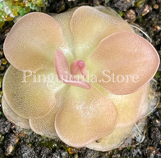 (image for) Pinguicula agnata ‘Pirouette' - Click Image to Close