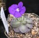 (image for) Pinguicula Cyclosecta