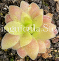 (image for) Pinguicula Heterophylla x Sethos (Ehlersiae x Moranensis)