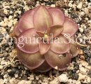 (image for) Pinguicula laueana Fuchsia