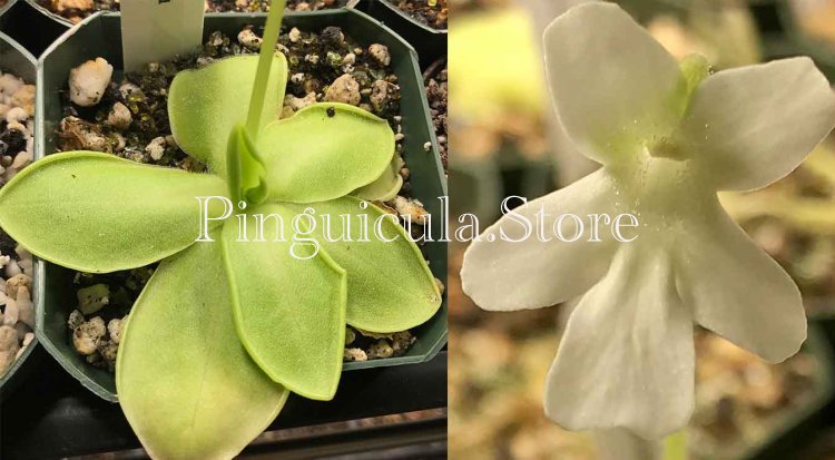 (image for) Pinguicula moranensis f Alba - Click Image to Close