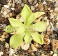 (image for) Pinguicula Agnata x Macrophylla 'Titan'