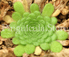 (image for) Pinguicula cyclosecta x Colimensis