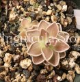 (image for) Pinguicula Ehlersiae