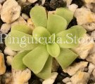 (image for) Pinguicula Ibarrae