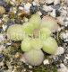 (image for) Pinguicula potosiensis