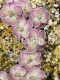 (image for) Pinguicula jauvamensis x Cyclosecta