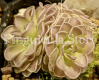 (image for) Pinguicula jauvamensis x Cyclosecta