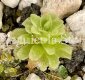 (image for) Pinguicula colimensis