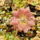 (image for) Pinguicula medusina X (Moranensis X ehlersiae) ‘Marciano’