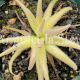 (image for) Pinguicula Medusina x Gigantea