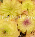 (image for) Pinguicula Zecheri X Colimensis