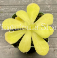 (image for) Pinguicula Agnata True Blue