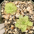 (image for) Pinguicula Emarginata x Juamavensis