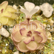 (image for) Pinguicula Rotundiflora x Gracilis