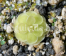 (image for) Pinguicula Debbertiana Pink Flower