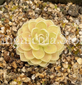 (image for) Pinguicula esseriana