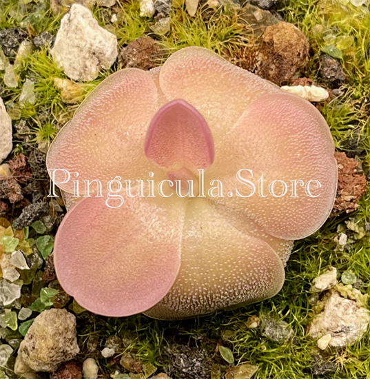 (image for) Pinguicula moranensis - Click Image to Close