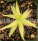 (image for) Pinguicula (heterophylla x Medusina) x Gigantea White Flower