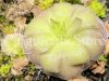 (image for) Pinguicula colimensis x Cyclosecta