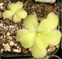 (image for) Pinguicula Gigantea Alfred Lau #13