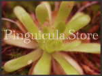(image for) Pinguicula Moctezumae X Cyclosecta Giant Flower