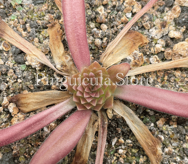 (image for) Pinguicula hemiepiphytica x Calderoniae - Click Image to Close