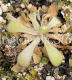 (image for) Pinguicula Laxifolia