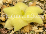 (image for) Pinguicula Rectifolia Huahuapan