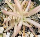 (image for) Pinguicula Agnata x Moctezumae 'Aphrodite'