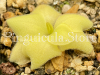 (image for) Pinguicula Rectifolia Huahuapan