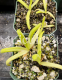 Pinguicula gigantea x Moctezumae (image for) Pinguicula gigantea x Moctezumae