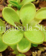 (image for) Pinguicula crassifolia