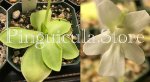 (image for) Pinguicula moranensis f Alba