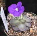 (image for) Pinguicula Cyclosecta