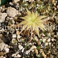 (image for) Pinguicula laueana x Emarginata ‘Seductora’